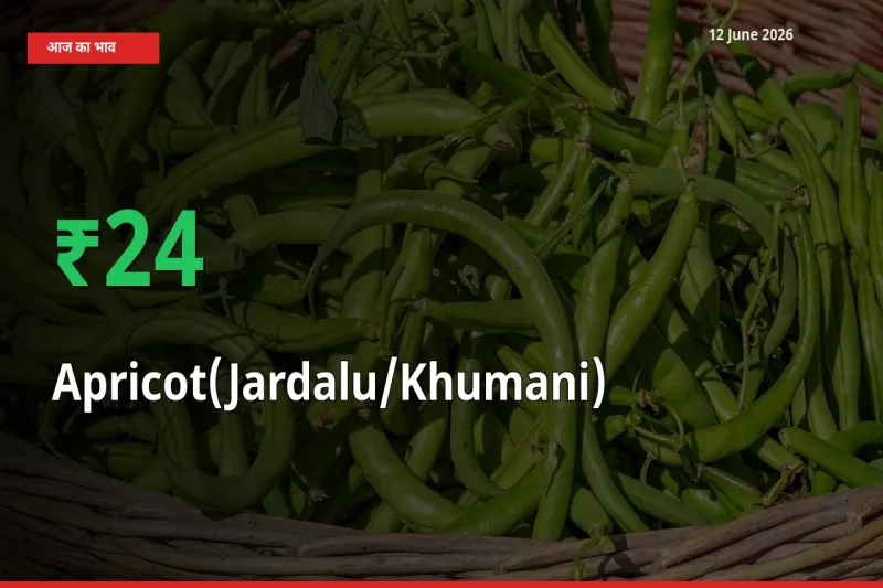 खुबानी के दाम प्रमुख मंडी में 23.95% बढ़े, 24 घंटे में बड़ा बदलाव