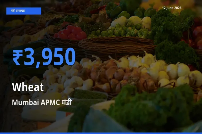 Mumbai APMC मंडी में गेहूँ ₹3,950 पर पहुँचा – आज का सर्वोच्च भाव