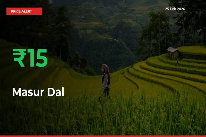 Sudden 15.39% Rally in Masur Dal Prices Across Mandis