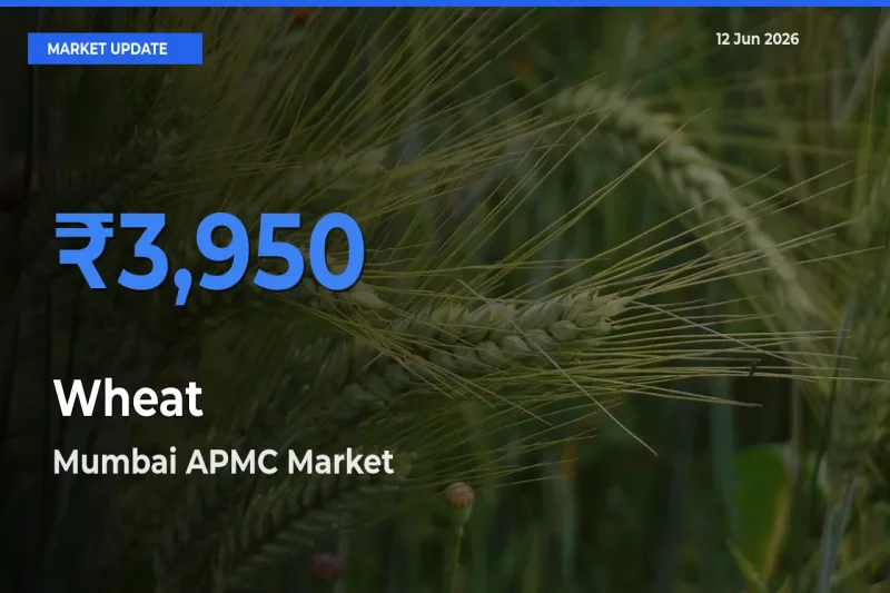 Mumbai APMC Tops Wheat Mandi Rates Today