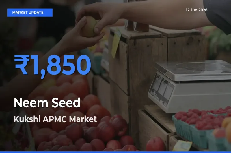 Kukshi APMC Records Highest ₹1,850 Rate for Neem Seed