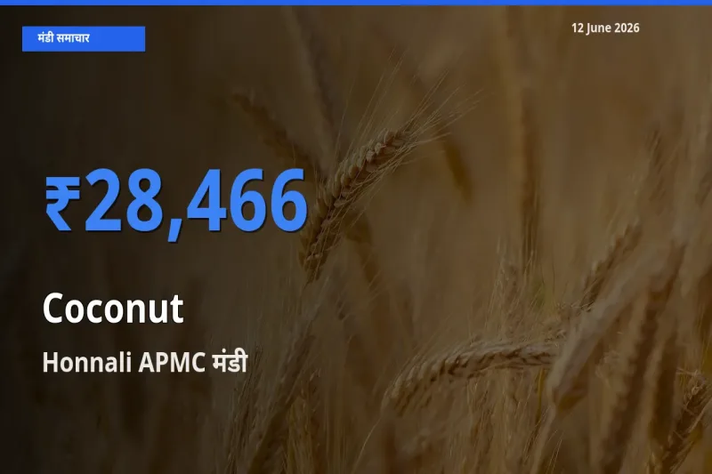 12 June अपडेट: नारियल के सबसे ऊँचे दाम Honnali APMC मंडी में
