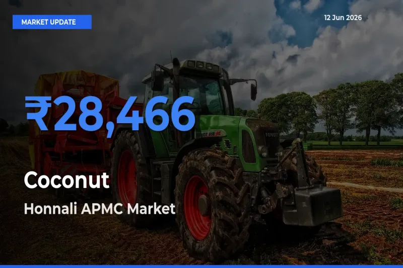 Farmers Prefer Honnali APMC as Coconut Hits Highest Rate