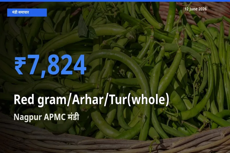 Nagpur APMC में साबुत अरहर का आज सबसे ऊँचा भाव