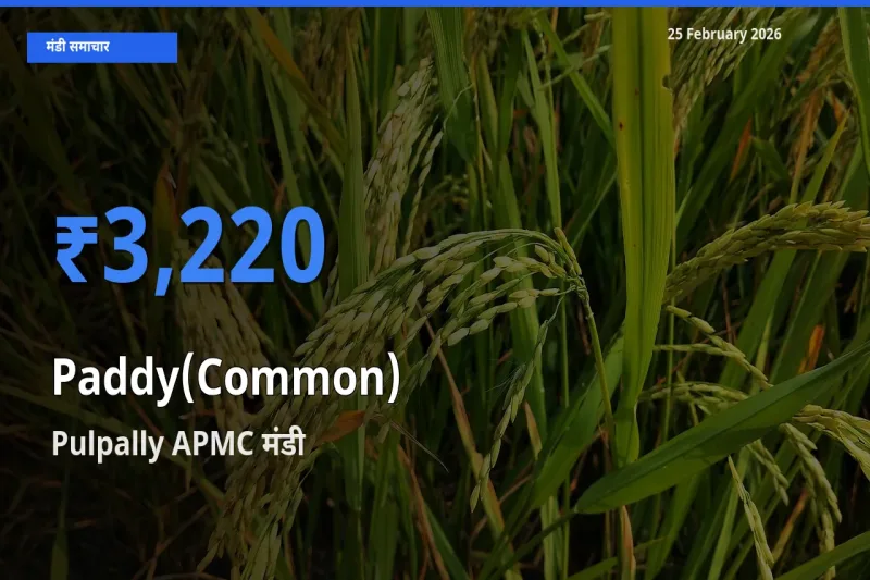 आज Paddy(Common) के सबसे ऊँचे दाम ₹3,220 Pulpally APMC मंडी में