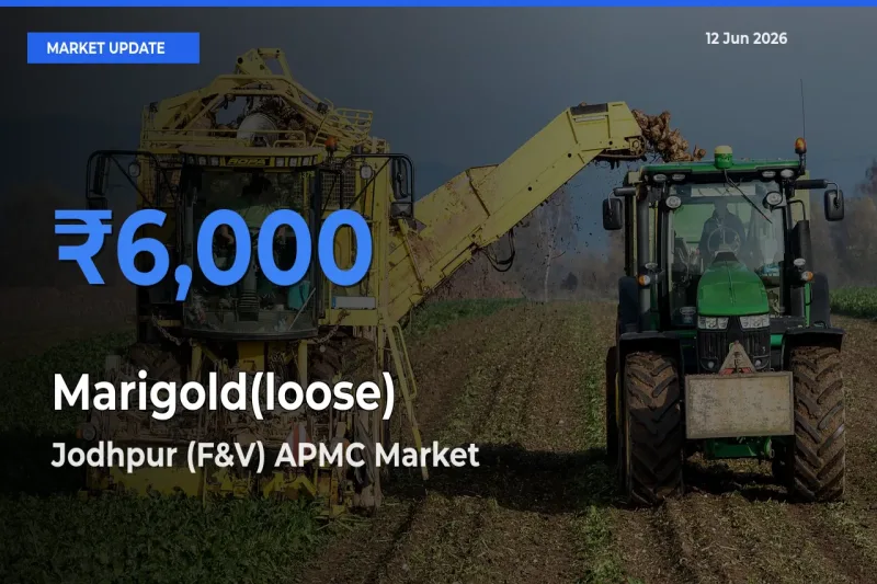 Jodhpur (F&V) APMC Records Highest ₹6,000 Rate for Marigold(loose)