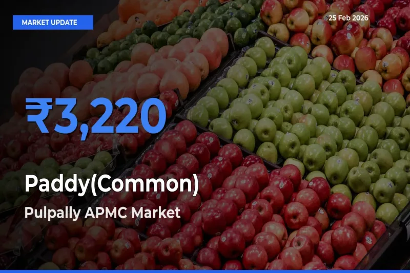 Pulpally APMC Records Highest ₹3,220 Rate for Paddy(Common)