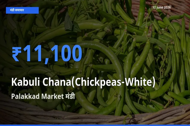 Palakkad Market में काबुली चना का आज सबसे ऊँचा भाव