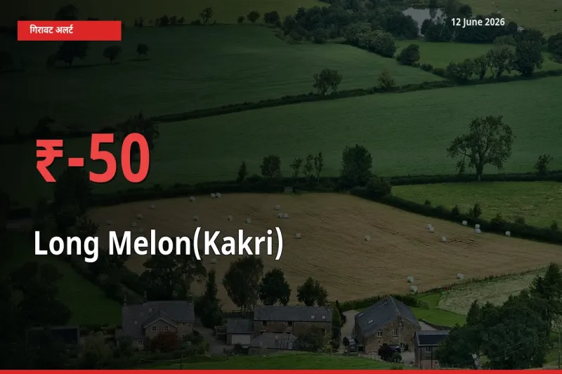 अचानक झटका! मंडी में ककड़ी के दाम 49.87% टूटे