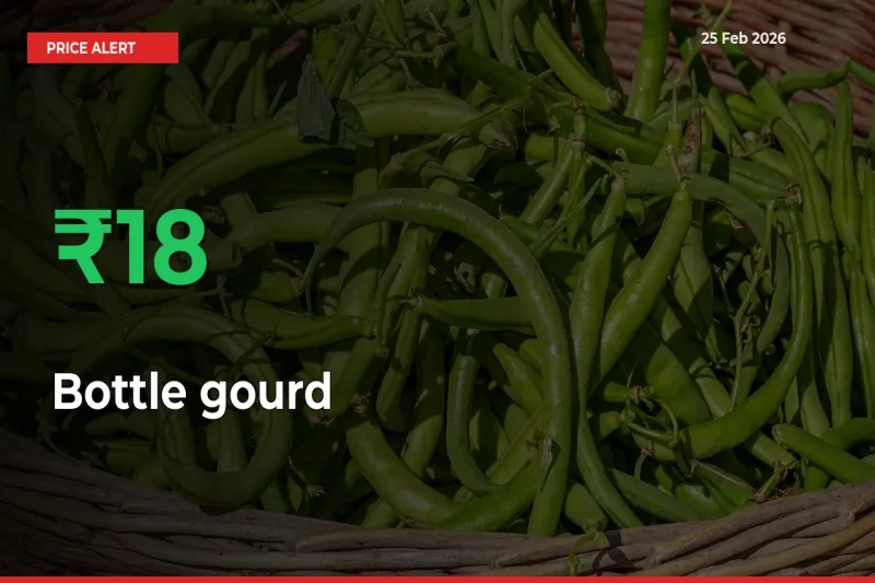 Big Rally! Bottle gourd Climbs 18.26% in 24 Hours at Top Mandis