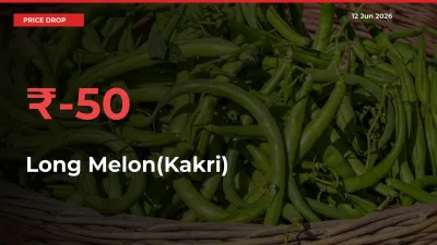 Long Melon(Kakri) Mandi Rate Today: Prices Fall 49.87% at Market