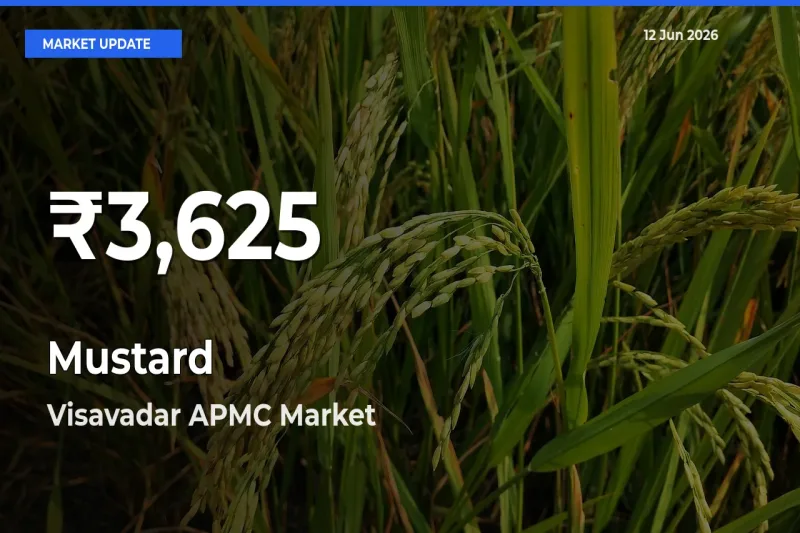 Why Mustard Prices Slumped in Visavadar APMC – 30-Day Low Today