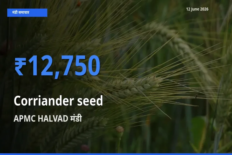 12 June अपडेट: साबुत धनिया के सबसे ऊँचे दाम APMC HALVAD मंडी में