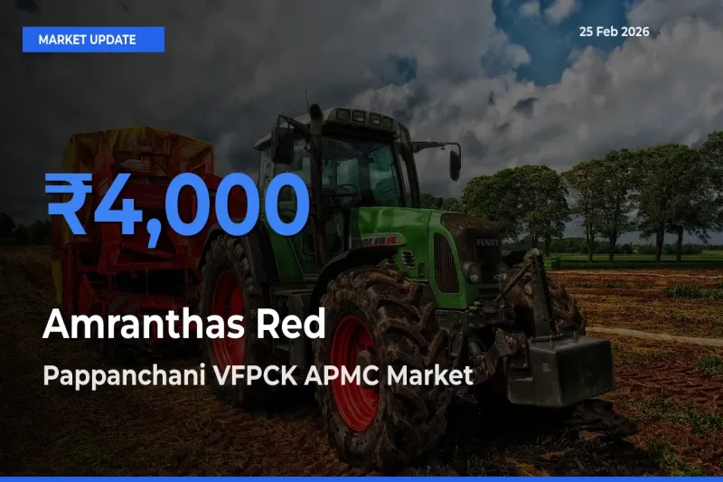 Pappanchani VFPCK APMC Tops Amranthas Red Rates – February 25 Market Update