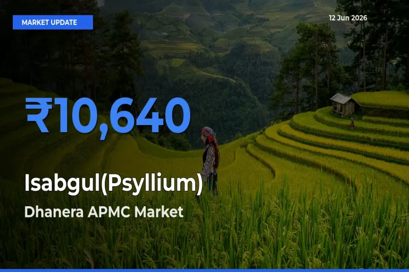 Dhanera APMC Emerges as Top Mandi for Isabgul(Psyllium) Prices Today