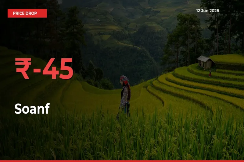Soanf Prices Drop 45.19% in 24 Hours at Major Mandis