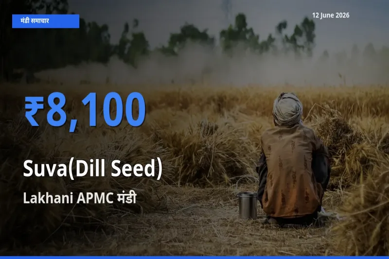 किसानों की पसंद बना Lakhani APMC, सुवा (डिल सीड्स) के सबसे अच्छे दाम