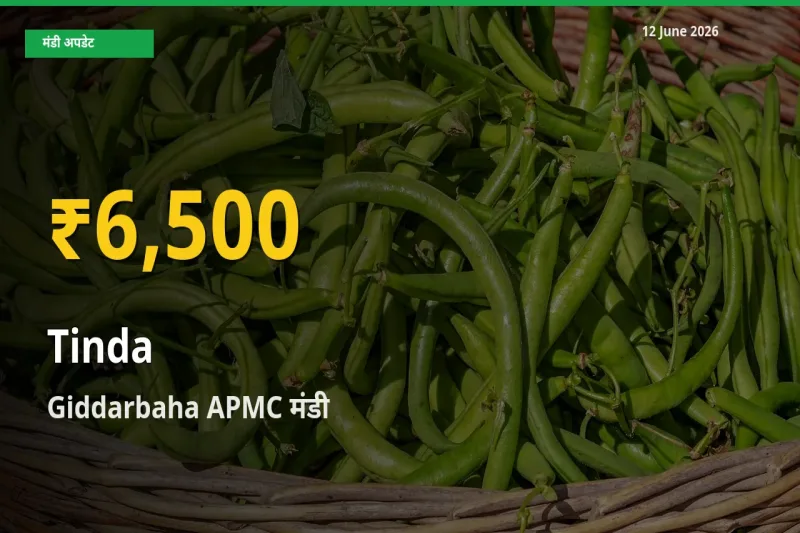 टिंडा के दामों में रिकॉर्ड तेज़ी, Giddarbaha APMC