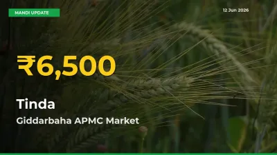 Tinda Price Hits New High in Giddarbaha APMC Today – Check Latest Mandi Rates
