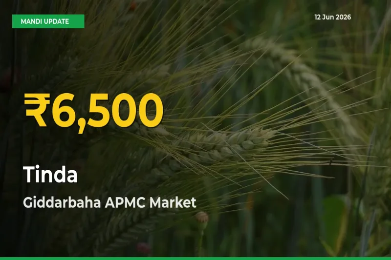 Tinda Price Hits New High in Giddarbaha APMC Today – Check Latest Mandi Rates