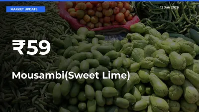 Mousambi(Sweet Lime) Shows Strong Mandi Trend – June 12 Market Update