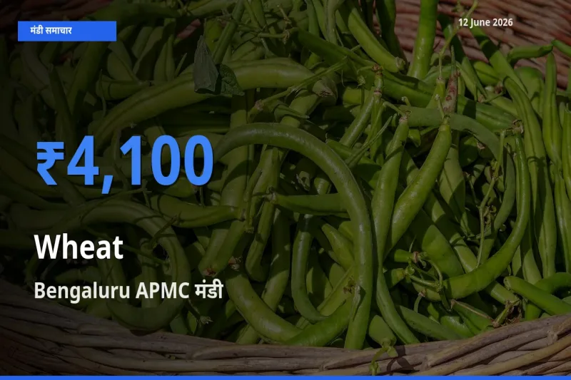 Bengaluru APMC मंडी में गेहूँ ₹4,100 पर पहुँचा – आज का सर्वोच्च भाव