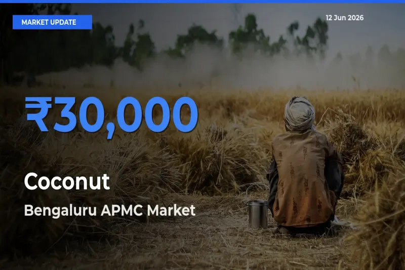 Bengaluru APMC Emerges as Top Mandi for Coconut Prices Today