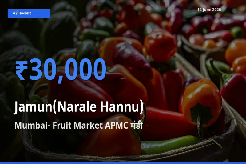 आज का मंडी भाव: जामुन (नाराले हन्नू) के सबसे ज़्यादा दाम Mumbai- Fruit Market APMC में
