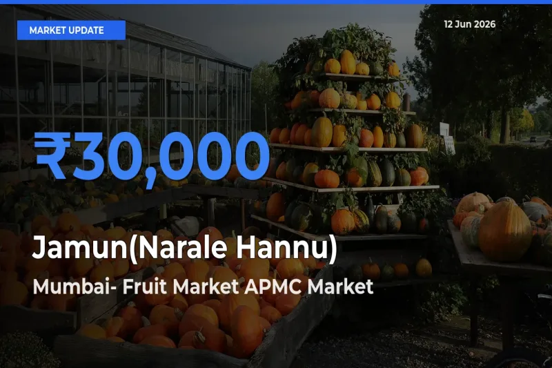 Market Watch: Mumbai- Fruit Market APMC Becomes Top Mandi for Jamun(Narale Hannu)