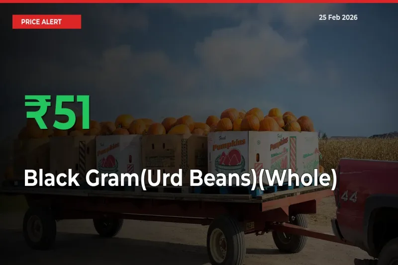 Sharp Jump! Black Gram(Urd Beans)(Whole) Prices Climb 51.01% in 24 Hours at Key Mandis