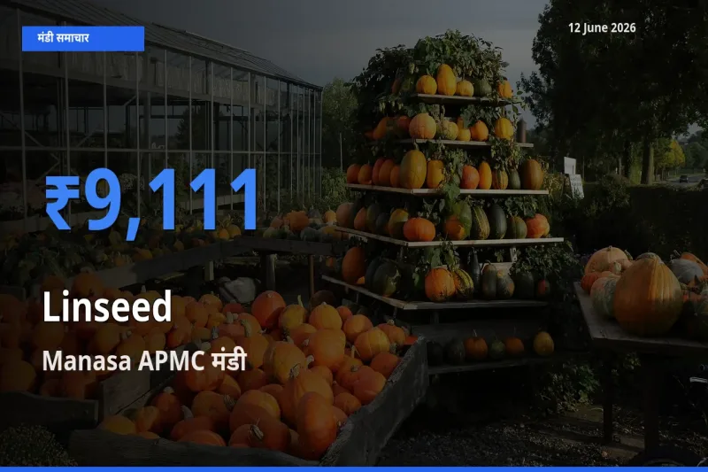 आज अलसी के सबसे ज़्यादा दाम Manasa APMC मंडी में दर्ज