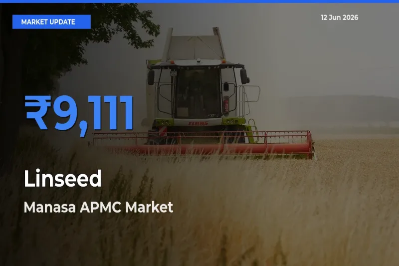 Top Performer! Manasa APMC Offers Best Linseed Price Today