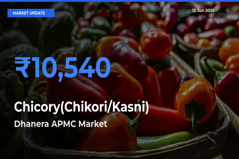 Dhanera APMC Tops Chicory(Chikori/Kasni) Mandi Rates Today
