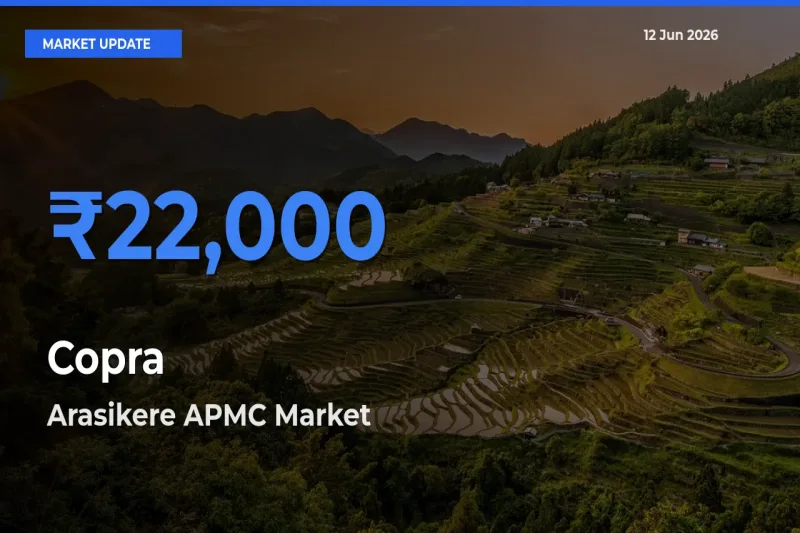 Market Watch: Arasikere APMC Becomes Top Mandi for Copra