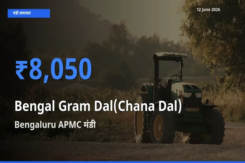 आज चना दाल के सबसे ज़्यादा दाम Bengaluru APMC मंडी में दर्ज