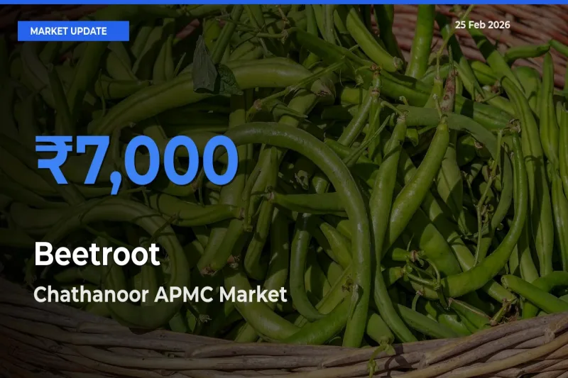 Top Performer! Chathanoor APMC Offers Best Beetroot Price Today