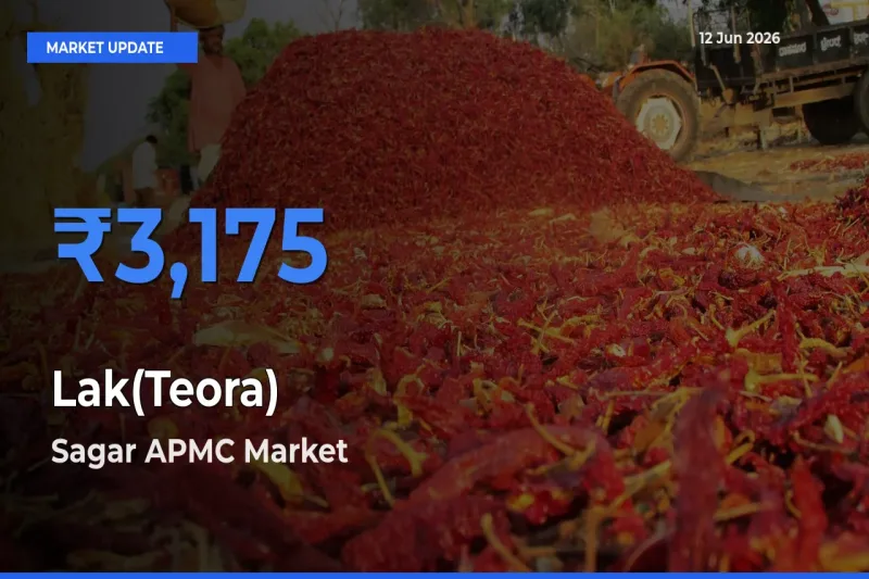 Sagar APMC Leads as Top Mandi for Lak(Teora) Prices