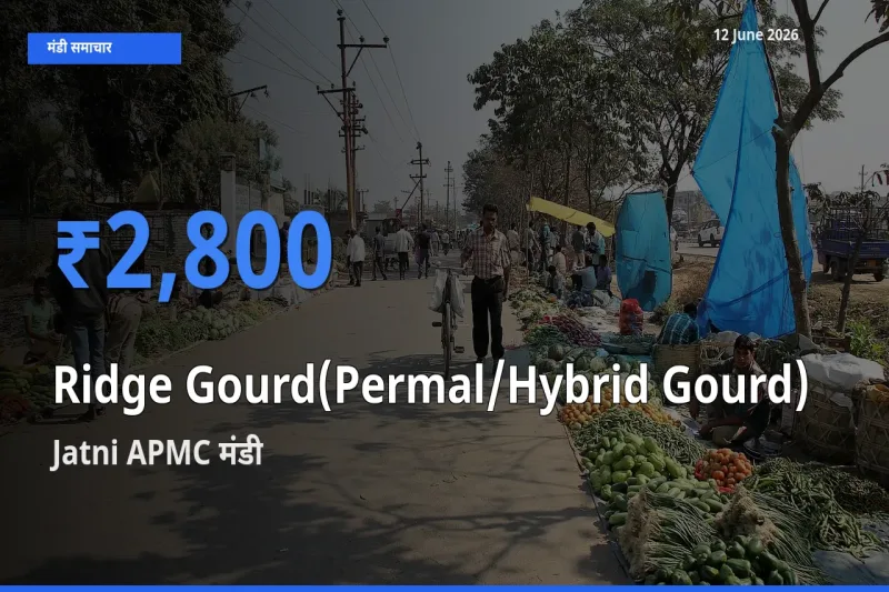 आज तुरई (पर्मल) के सबसे ज़्यादा दाम Jatni APMC मंडी में दर्ज