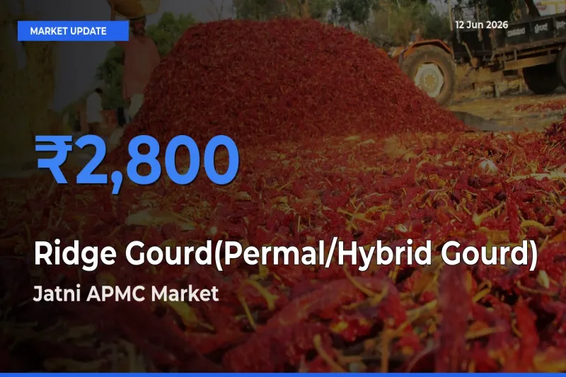 Top Performer! Jatni APMC Offers Best Ridge Gourd(Permal/Hybrid Gourd) Price Today