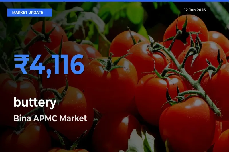 Bina APMC Tops buttery Rates – June 12 Market Update