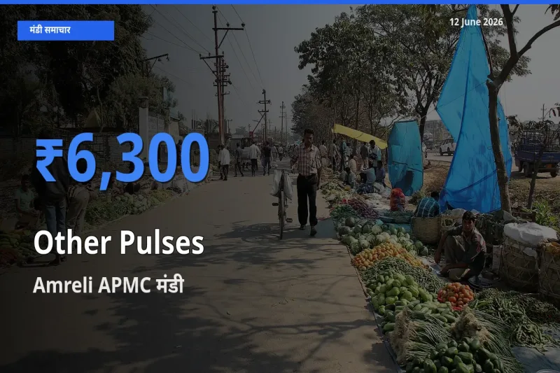 आज अन्य दालें के सबसे ज़्यादा दाम Amreli APMC मंडी में दर्ज