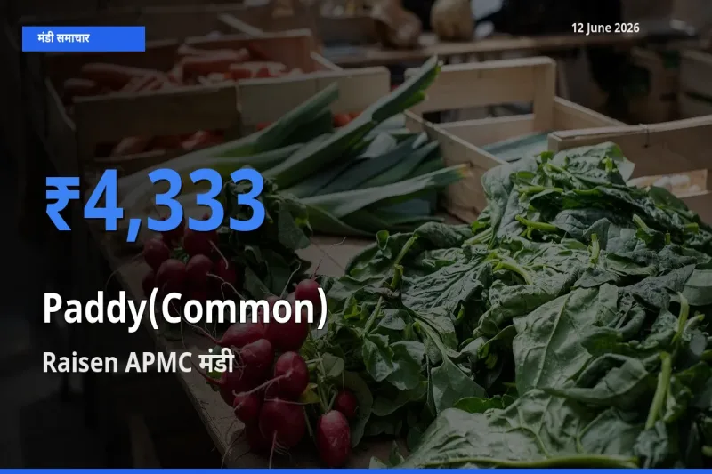 बाज़ार संकेत: Raisen APMC बना धान (सामान्य) के लिए आज की टॉप मंडी