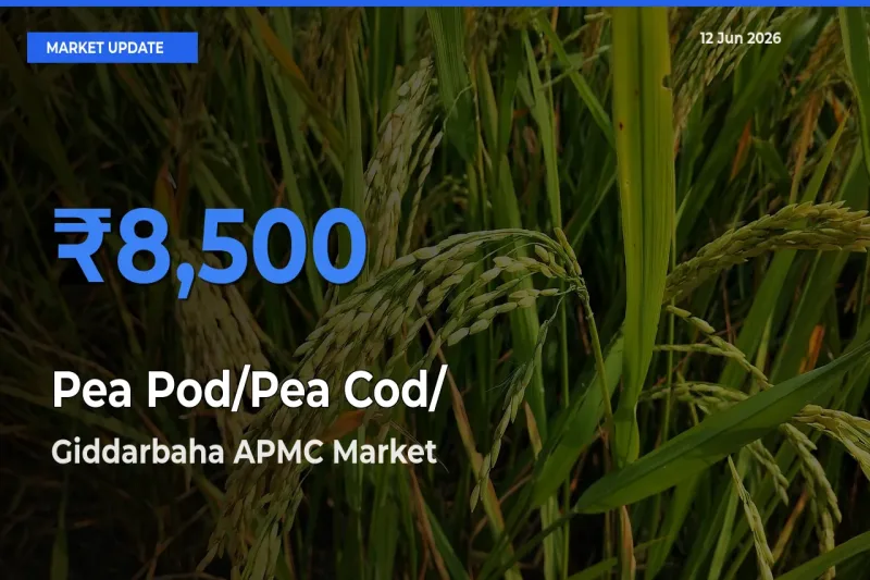 Pea Pod/Pea Cod/हरी मटर Mandi Rate Today: Giddarbaha APMC Tops the List