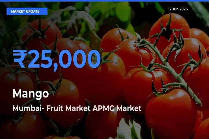 Farmers Prefer Mumbai- Fruit Market APMC as Mango Hits Highest Rate