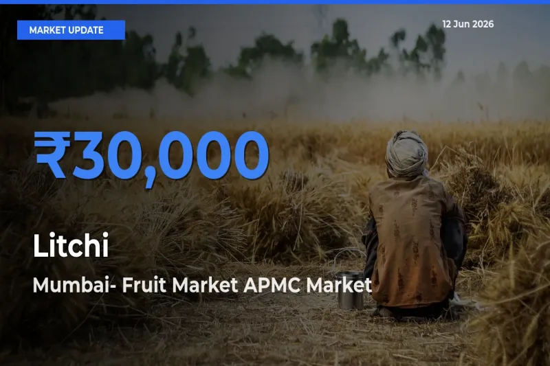 Top Performer! Mumbai- Fruit Market APMC Offers Best Litchi Price Today