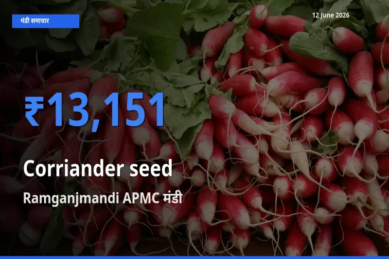 किसानों की पसंद बना Ramganjmandi APMC, साबुत धनिया के सबसे अच्छे दाम