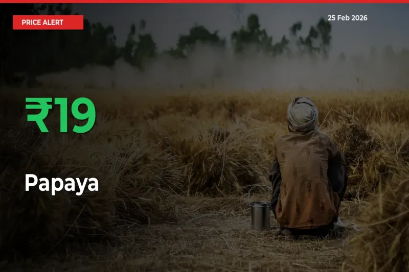 19.1% Spike in Papaya Prices – Mandi Sees Sudden Rally