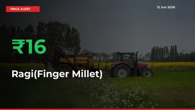 Why Ragi(Finger Millet) Prices Rose 16.38% in a Day at Mandis