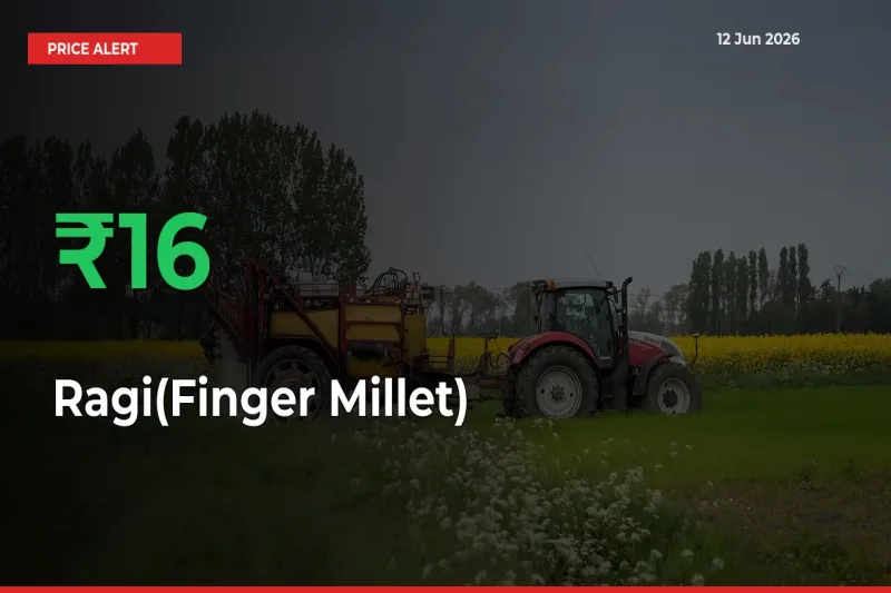 Why Ragi(Finger Millet) Prices Rose 16.38% in a Day at Mandis