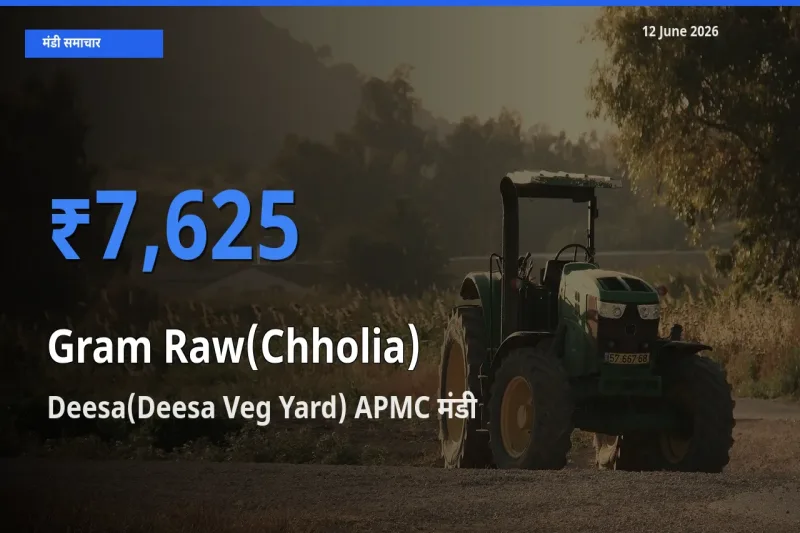 Deesa(Deesa Veg Yard) APMC मंडी में आज हरा चना (छोलिया) के सबसे ऊँचे दाम दर्ज
